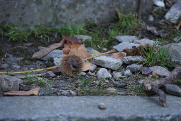 Chestnut hedgehog on the ground 