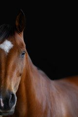 Portrait of a bay brown horse close up face and eye