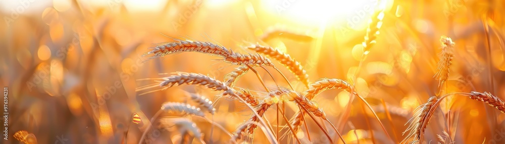 Canvas Prints a field of wheat is in full bloom with the sun shining brightly on it