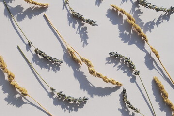 Branches of dried flowers and lavender flowers on a white background. Top view, background, copy,...