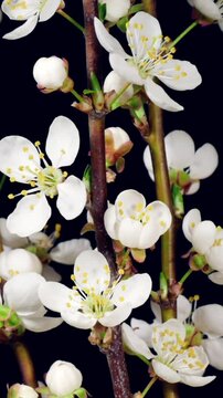 White Flowers Opening in Time Lapse on a Black Background. Macro Cherry-Plum Blossoms Bloom in Spring