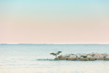 a great blue heron spreads its wings on a rocky breakwater during an early sunset