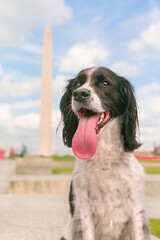 beautiful springer spaniel with tongue out in washington dc playing tourist on summer day - adorable happy dog with washington monument in background