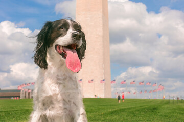 beautiful springer spaniel with tongue out in washington dc playing tourist on summer day - gorgeous dog with long ears blowing in the wind with Washington Monument and American flags in the backgroun