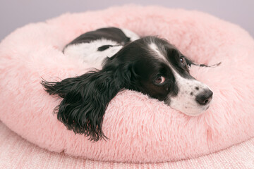 beautiful dog lying sleepily in pink fuzzy dog bed looking calmly at viewer - serene black and...