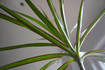 Fototapeta premium close up of a plant