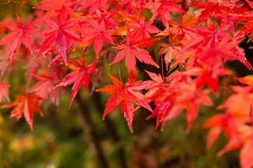 日本の風景・秋　雨の京都　紅葉の糺の森