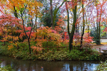 Fototapeta premium 日本の風景・秋 雨の京都 紅葉の糺の森