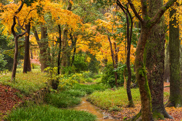 Fototapeta premium 日本の風景・秋 雨の京都 紅葉の糺の森