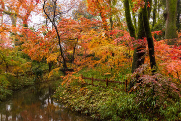 日本の風景・秋　雨の京都　紅葉の糺の森