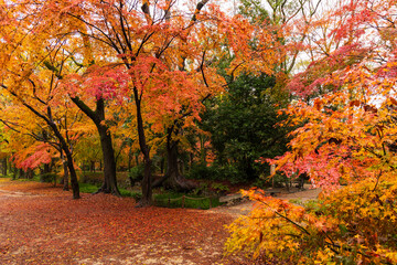 Fototapeta premium 日本の風景・秋 雨の京都 紅葉の糺の森