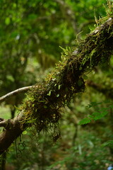 tree branch covered with green moss and small ferns