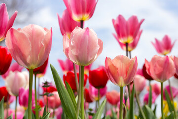 Beautiful tulip flower garden. The Expo 70 Commemorative Park, Osaka, Japan