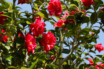 Beautiful camellia flower on tree. The Expo 70 Commemorative Park, Osaka, Japan