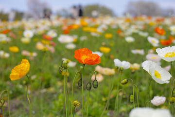 Beautiful poppy flower garden. The Expo 70 Commemorative Park, Osaka, Japan