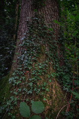 moss and tiny leaves covered tree trunk