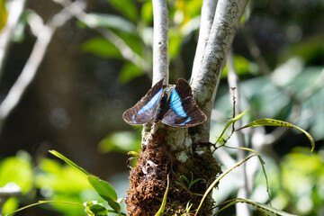butterfly on a branch