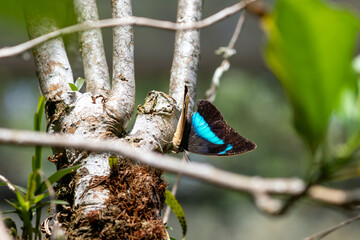 blue butterfly on a branch