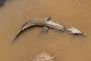 crocodile in the water