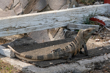 iguana on the sand