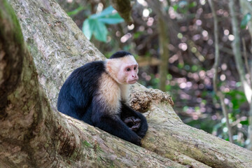 capuchin monkey sitting in a tree