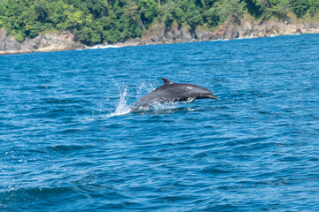 dolphin jumping out of water