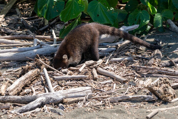 monkey on the beach
