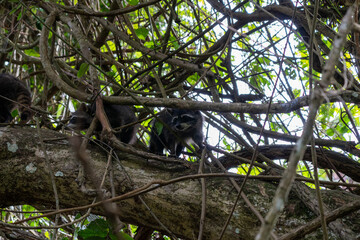 raccoon on a tree