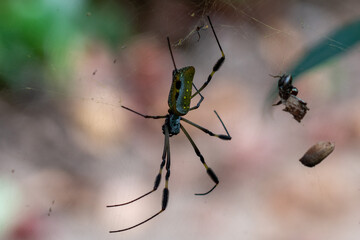 spider on a web