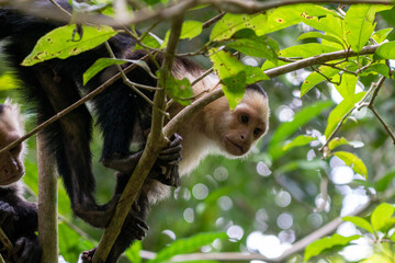 monkey in a tree
