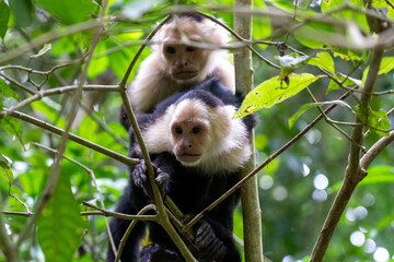 two monkeys sitting on each other and looking