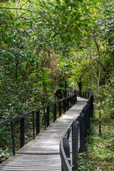 wooden bridge in the forest