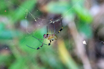 spider on web