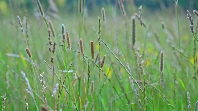 Wild Meadow Phleum Pratense Abundant Perennial Timothy Grass with Flowerhead Densely Packed Spikelets