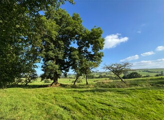 Obraz premium Lush greenery spreads beneath a canopy of tall leafy trees, on a bright, sunny day. Rolling hills stretch into the distance, dotted with patches of trees near, Thornton-in-Craven, Yorkshire, UK
