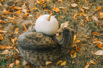 Cat and pumpkin. Autumn mood. Gray striped cat with white pumpkin in autumn garden.Autumn background with animal and autumn vegetables