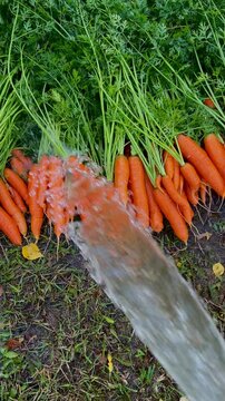 washing freshly dug carrots in the garden