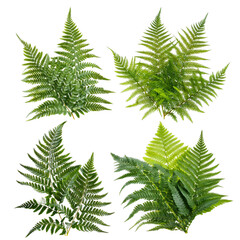 Obraz premium fern leaves isolated on white background