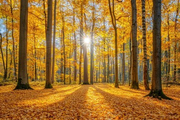 Sunbeams Shining Through Golden Autumn Forest