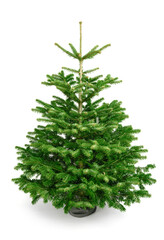 Studio shot of a fresh elegant fir tree in lush green for Christmas, without ornaments, studio isolated on pure white 