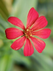 pink flower with drops