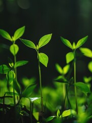 Naklejka premium Vibrant green leaves in nature