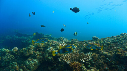 Underwater photo of Sweetlips fish at a coral reef. From a scuba dive in Bali, Indonesia, Asia.
