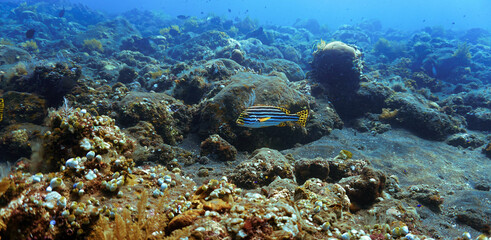 Underwater photo of Sweetlips fish at a coral reef. From a scuba dive in Bali, Indonesia, Asia.