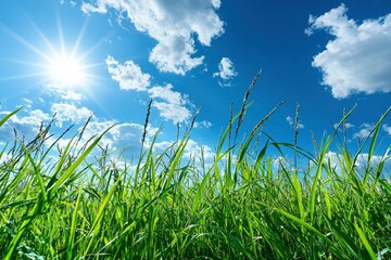 Fototapeta premium Tall Green Grass Reaching Up to a Bright Blue Sky with White Clouds and a Sun Shining Through