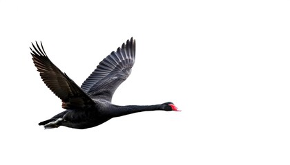 black swan - Cygnus atratus - is a large waterbird with a red bill, which breeds mainly in the southeast and southwest regions of Australia. Isolated on white background with copy space. In flight