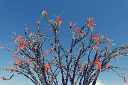 Ocotillo plant in the desert