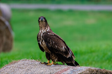Immature bald eagle (Haliaeetus leucocephalus) perched on a round bale in a hay field looking at camera during summer in Wisconsin. 
