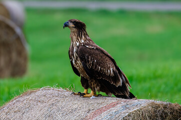 Immature bald eagle (Haliaeetus leucocephalus) perched on a round bale in a hay field looking for prey during summer in Wisconsin. 
