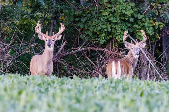 Two Whitetail buck deer (Odocoileus virginianus) with velvet antlers standing on the edge of a forest and soybean field during late summer in Wisconsin
